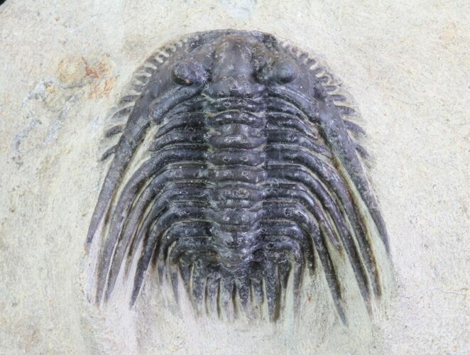 Spiny Leonaspis Trilobite - Morocco #64416